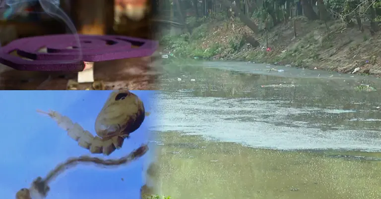 কয়েল, মশার লার্ভা ও খাল