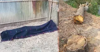 মৌলভীবাজারে গাছ চুরি করতে গিয়ে নিহত ১