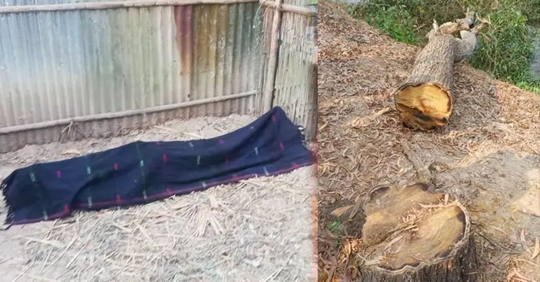 নিহত ব্যক্তি ও কাটা গাছ