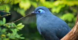 মাদাগাস্কার: বৈচিত্র্যময় জীবজগতের পুণ্যভূমি