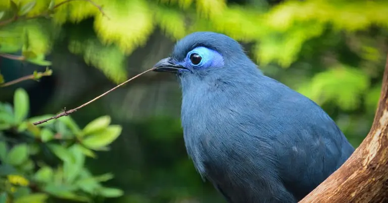 ব্লু কোয়া পাখি
