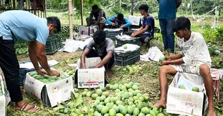 চাঁপাইনবাবগঞ্জের খিরসাপাত আম যাচ্ছে ইংল্যান্ডে