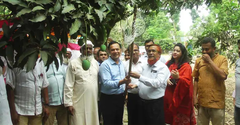 আঁটি, গুটি ও বোম্বাই আম সংগ্রহ শুরু