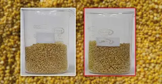 ‘মথ’ ডালে ক্ষতিকর রঙ মিশিয়ে মুগ ডাল বলে বিক্রি হচ্ছে; কর্তৃপক্ষের সতর্কতা