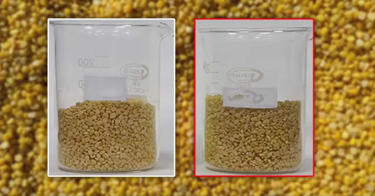 মথ ডাল (বামে), মুগ ডাল (ডানে)