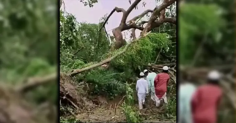 ঝড়ে ভেঙে পড়া গাছ