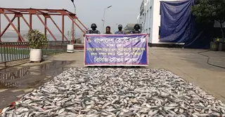নারায়ণগঞ্জে ১৫ লাখ টাকার জাটকা জব্দ