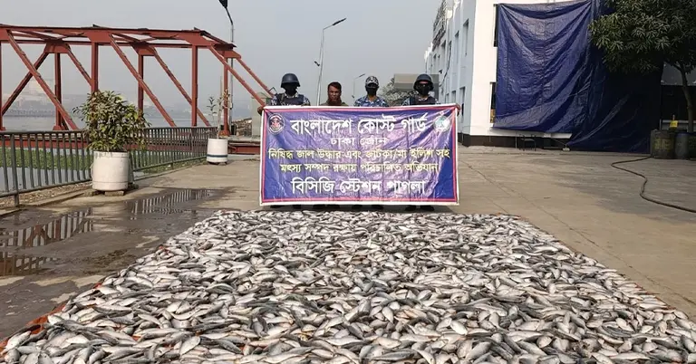 জব্দ করা জাটকা মাছ