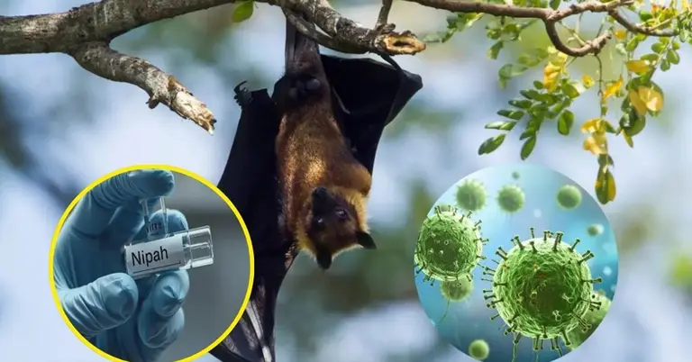 নিপাহ ভাইরাসের প্রতীকী ছবি