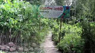 নওগাঁর নার্সারিতে বছরে প্রায় ৪ কোটি টাকার চারা বিক্রি