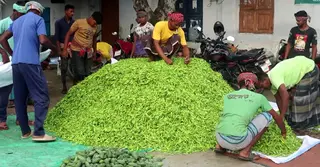 নওগাঁ বাজারে কাঁচা মরিচের সরবরাহ বাড়লেও লোকসানে চাষিরা