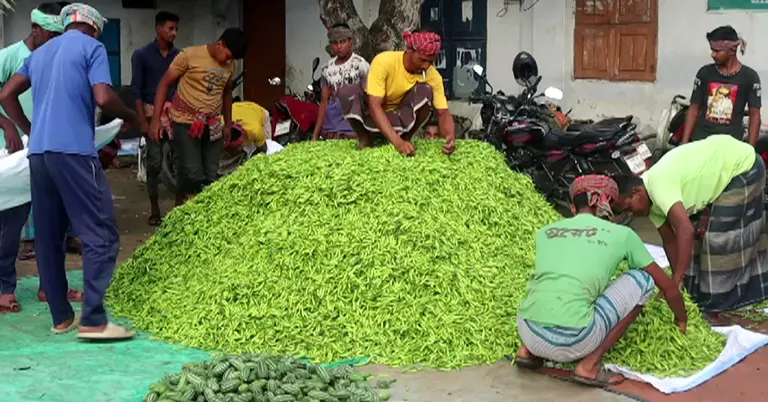 বাজারে মরিচ তুলছেন ব্যবসায়ীরা