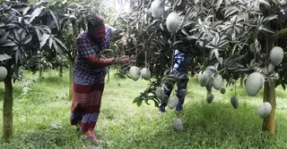 নওগাঁয় কমেছে আমের উৎপাদন; টনিক ব্যবহারে ঝুঁকছেন চাষিরা