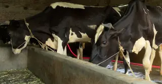 নানা সংকটে নাটোরে বন্ধ শতাধিক খামার