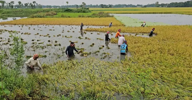পাহাড়ি ঢলে ভাসছে নেত্রকোণার হাওর: তলিয়ে গেছে ১০ হাজার হেক্টর পাকা ধান