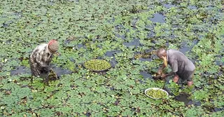 জামালপুরের বাণিজ্যিকভাবে পানিফল চাষ বাড়ছে