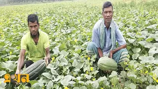 পিরোজপুরে বাঙ্গি চাষে কৃষকদের আগ্রহ বাড়ছে