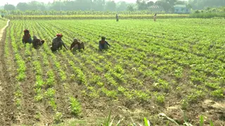 দেশে আলু উৎপাদনে নীরব বিপ্লব, বাড়ছে বাণিজ্যিক ব্যবহার