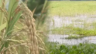 পটুয়াখালীতে আবাদহীন ১৪ হাজার হেক্টর জমি, পিছিয়ে কৃষি অর্থনীতি