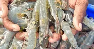 কক্সবাজারে গোপনে চাষ হচ্ছে ‘ভেনামি চিংড়ি’