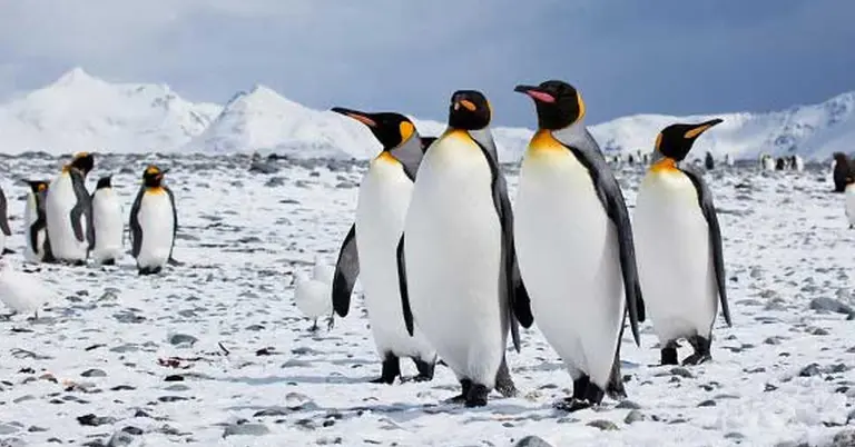 পেঙ্গুইন