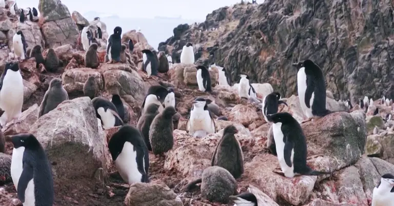 পেঙ্গুইন