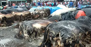 লালবাগের পোস্তায় চলছে প্রথম দিনের চামড়া সংগ্রহ
