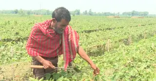যশোরে কৃষকদের আগ্রহ বাড়ছে পটল চাষে