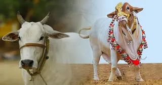 কোরবানির পশুর যত্ন কেন জরুরি? জানুন পশু কেনা থেকে জবাই পর্যন্ত পালনীয় নিয়ম