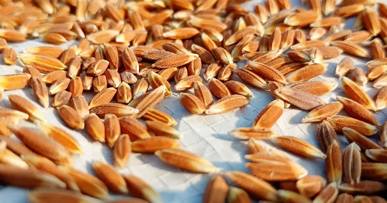 নাজিরশাইল ফিরছে উচ্চ ফলনশীল হয়ে