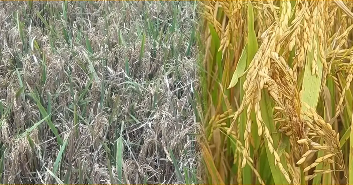 Spoiled Rive মৌলভীবাজারে ধানে চিটা রোগ; বিপাকে কৃষক
