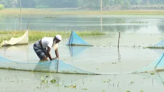 নোয়াখালীতে ধানের বীজতলায় পানি, ক্ষতিগ্রস্ত কৃষকরা