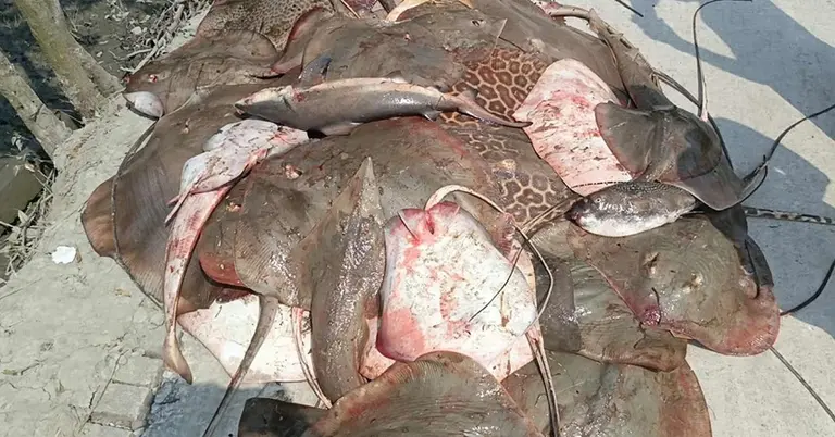 শিকার নিষিদ্ধ শাপলা পাতা মাছ