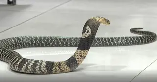 বন ছেড়ে লোকালয়ে সাপ; চট্টগ্রামজুড়ে আতঙ্ক