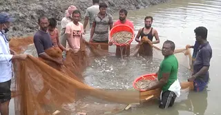 মুখ থুবড়ে পড়ছে ‘হোয়াইট গোল্ড’ খ্যাত চিংড়ি শিল্প