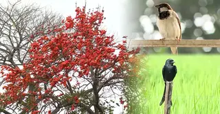 নতুন রূপে বসন্তের প্রকৃতি; জেঁকে বসেছে জলবায়ু পরিবর্তনের প্রভাব