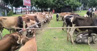সুনামগঞ্জ সীমান্তে বিজিবির জব্দ করা ৯০ গরু নিখোঁজ; প্রশাসন-পুলিশ-বিজিবির মধ্যে দোষারোপ