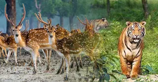 পর্যটকদের জন্য আজ খুললো সুন্দরবন, ভ্রমণের আগে জেনে নিন প্রয়োজনীয় ১২টি তথ্য