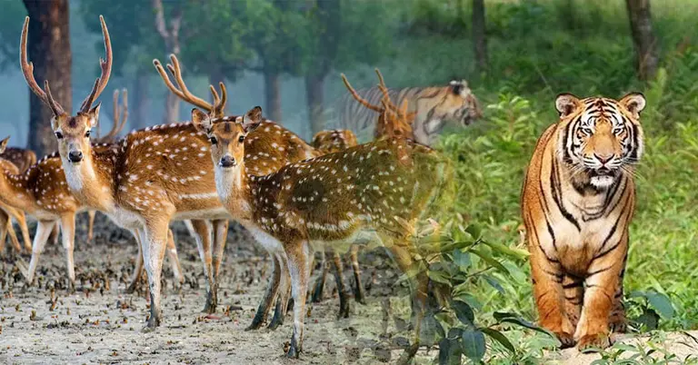 সুন্দরবন ভ্রমণ
