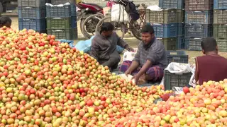 বগুড়ার ধুনটে ৩০ কোটি টাকার টমেটো উৎপাদন