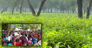 অস্তিত্ব সংকটে বাংলাদেশ ন্যাশনাল টি কোম্পানি, হুমকিতে চা শিল্প