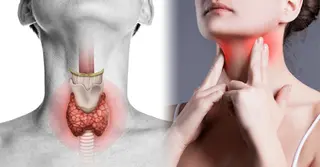 শরীরের বিপাক নিয়ন্ত্রণে গুরুত্বপূর্ণ ভূমিকা রাখে থাইরয়েড গ্রন্থি