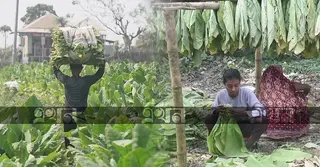 বেশি লাভের আশায় তামাক চাষ; বন্ধ না হলে বাড়বে পরিবেশগত ঝুঁকি
