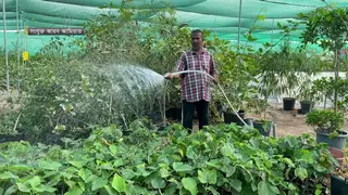 আরব আমিরাতে বাণিজ্যিকভাবে ত্বীন ফলের চাষ বেড়েছে