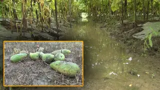 বৃষ্টিতে ক্ষতির মুখে শরীয়তপুরের শীতকালীন শাক-সবজি চাষ