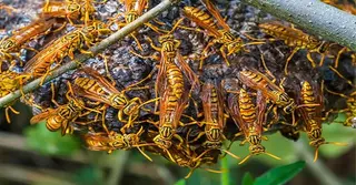 ভিমরুলের আক্রমণে প্রাণ গেল বৃদ্ধের, আহত অন্তত ১০