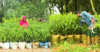 দেশে আদার বাজার সাড়ে তিন হাজার কোটি টাকার