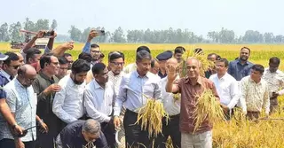 সীমান্ত এলাকায় ধান কাটতে কৃষকদের ভয় নেই: কৃষি উপদেষ্টা