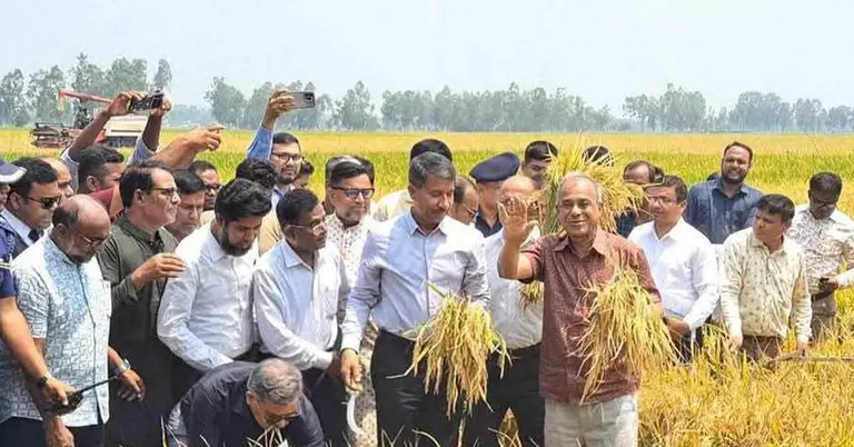 মোখলেসপুর ইউনিয়নে ঢেলপীর ব্লকে বোরো ধানকাটা উদ্বোধন করেন কৃষি উপদেষ্টা
