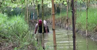 নওগাঁয় সর্জন পদ্ধতিতে সবজি চাষ: একই জমিতে একাধিক ফসল উৎপাদনে সফল কৃষকরা